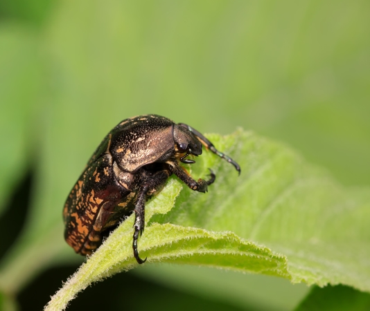 Fruit Fly  Pestmaster