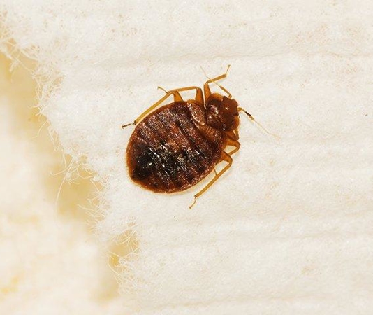 Pest Library | Common Household and Apartment Bugs