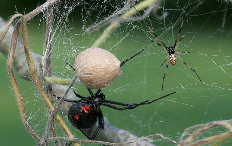Florida Spiders - Brown Recluse Spider - Black Widow Spider - Learn More