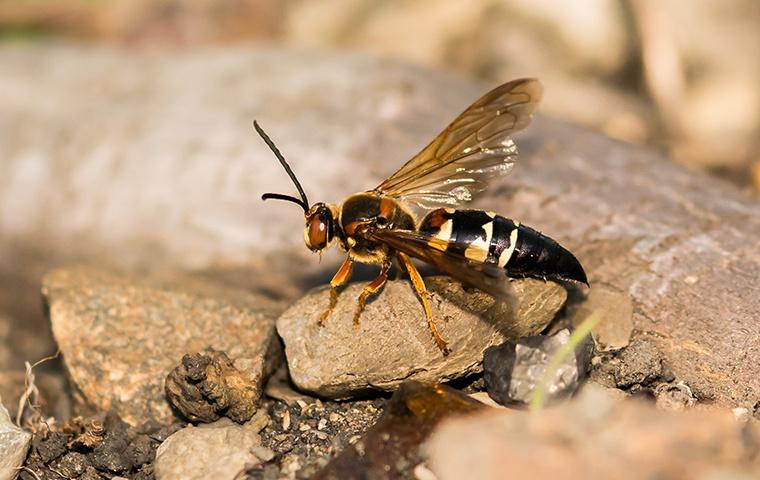 cicada killer 