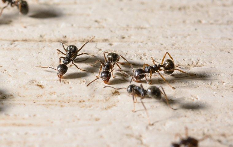 group of four little black ants