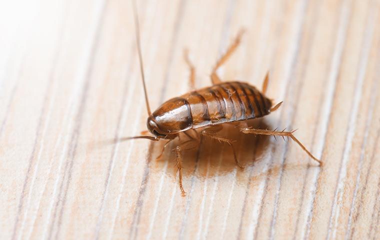 oriental cockroach on wood