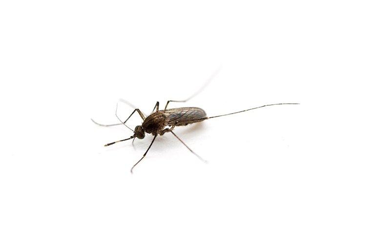 southern house mosquito