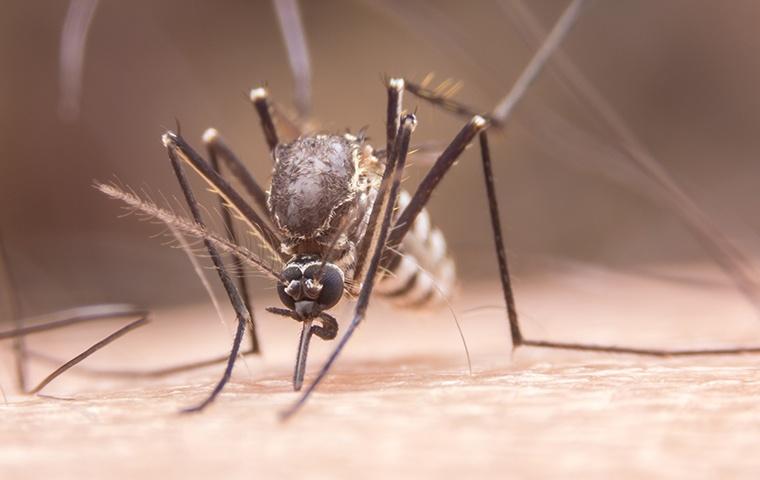 yellow fever mosquito