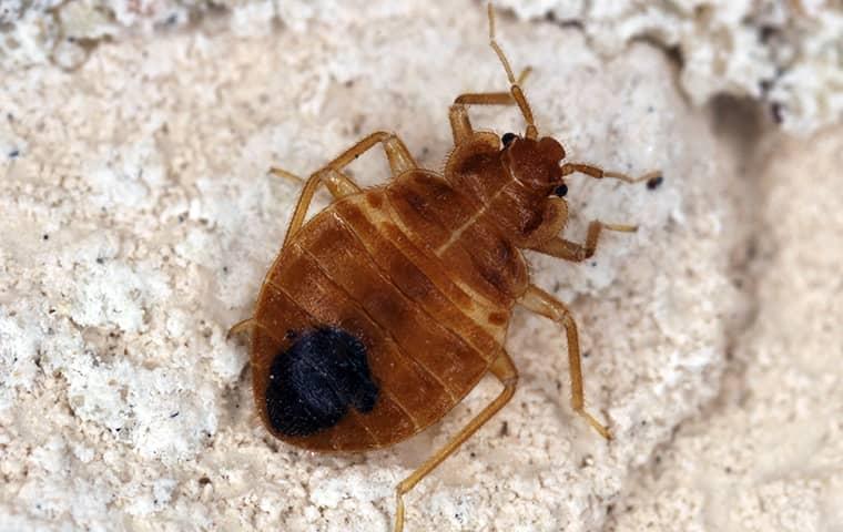 Bed bug infestation on house linens