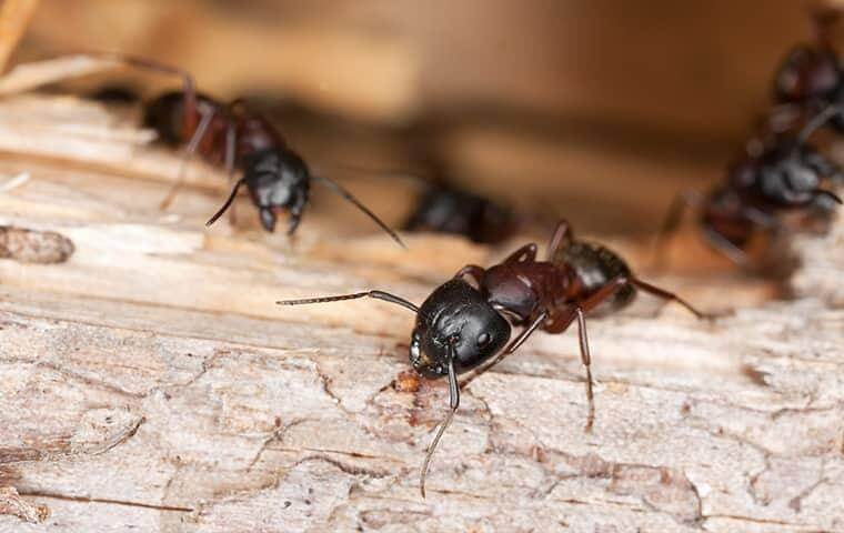 Carpenter ants on wood