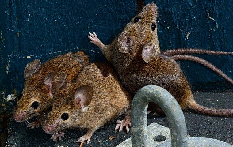 3 mice up close