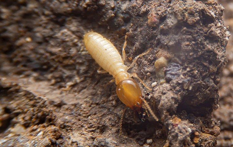 termite-crawling-on-chewed-wood