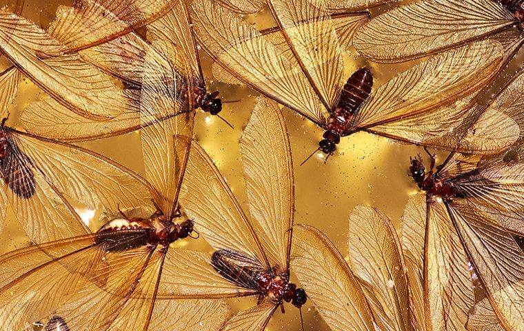 Termite swarmers