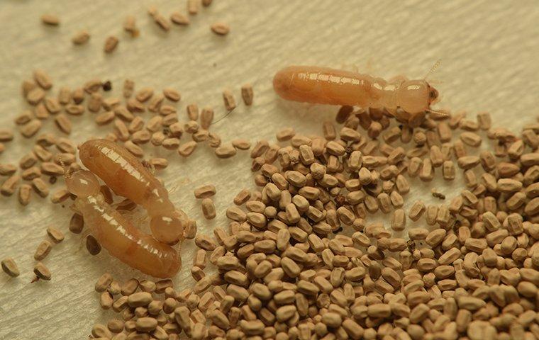 termites around frass