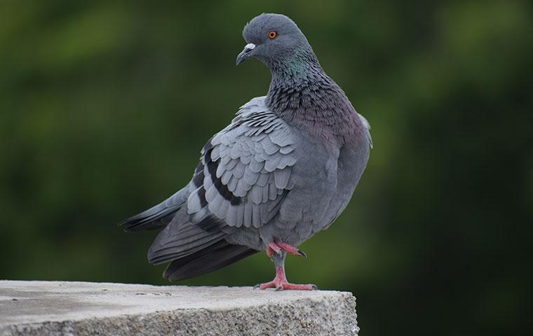 pigeon perched on cement
