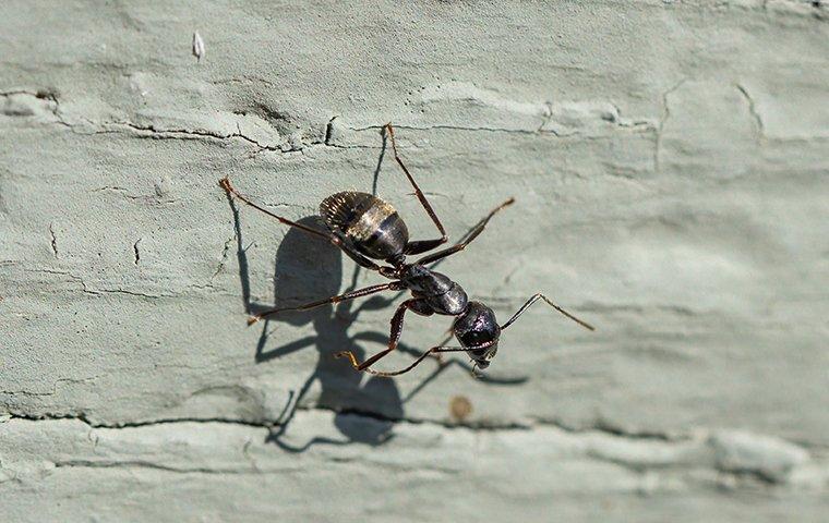 carpenter ant on foundation