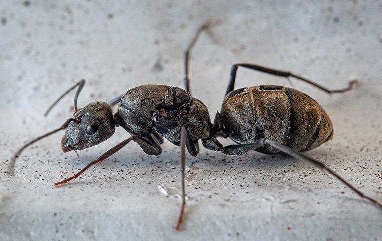 carpenter ant in a basement