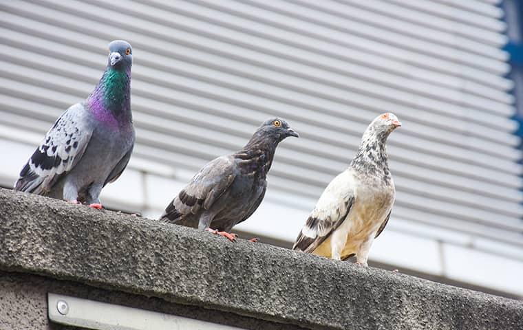 pigeons at commercial buiding