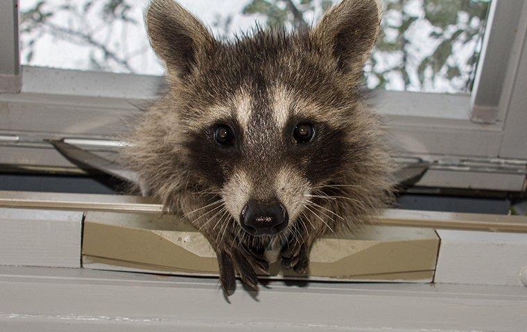 Raccoon coming inside a house