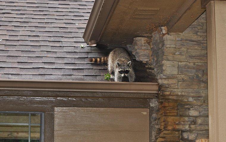raccoon-on-roof-digging