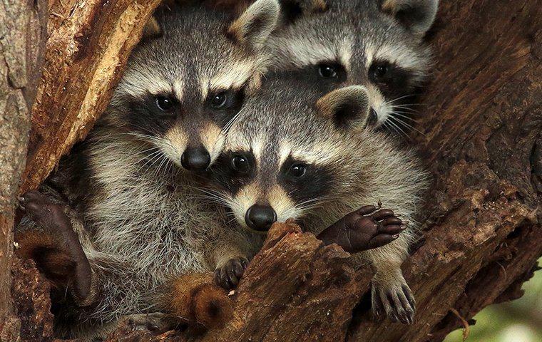raccoons-in-a-tree