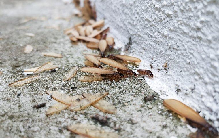 termites swarmers