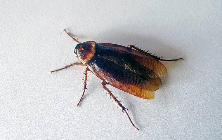 cockroach crawling across surface
