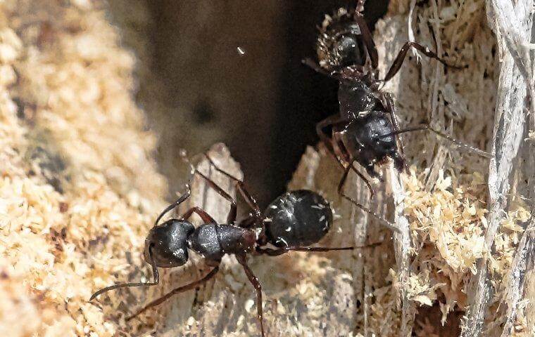 carpenter ants damaging wood