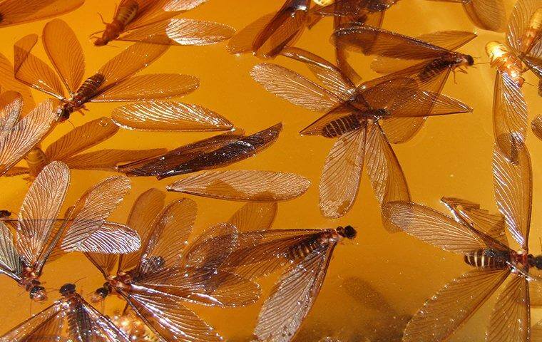 termite swarmers wings spread out