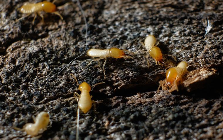 a cluster of termites within the dark walls of a home