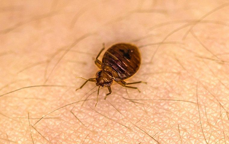 bed bugs crawling on human skin