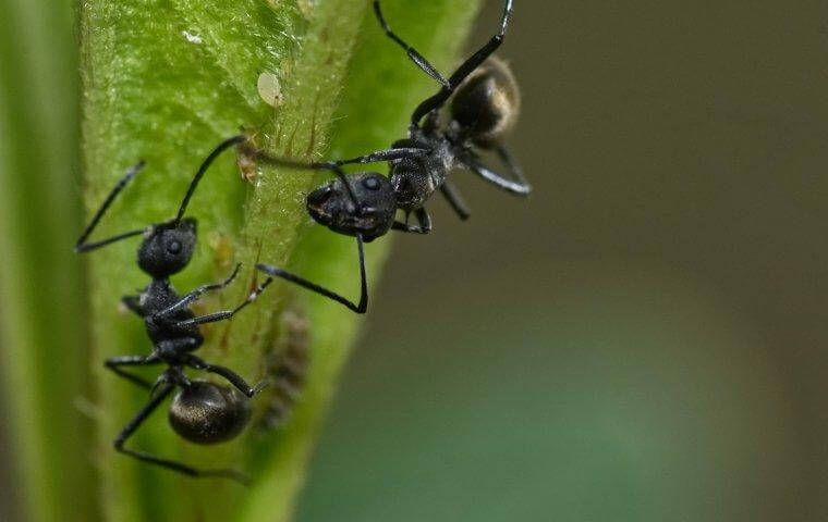 two odorous house ants on a plant