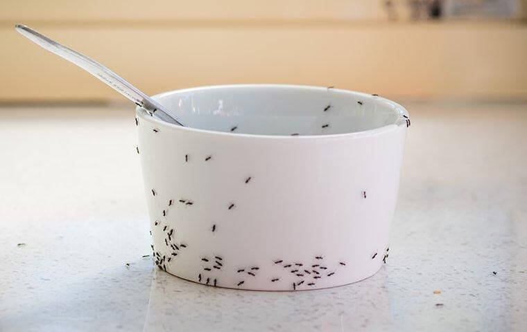 an in infestation on a kitchen cup