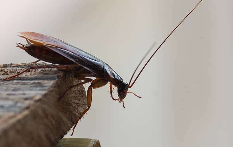 a cockroach on the corner of a table