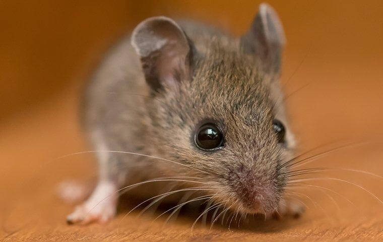 house mouse on wood floor